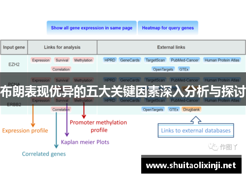 布朗表现优异的五大关键因素深入分析与探讨